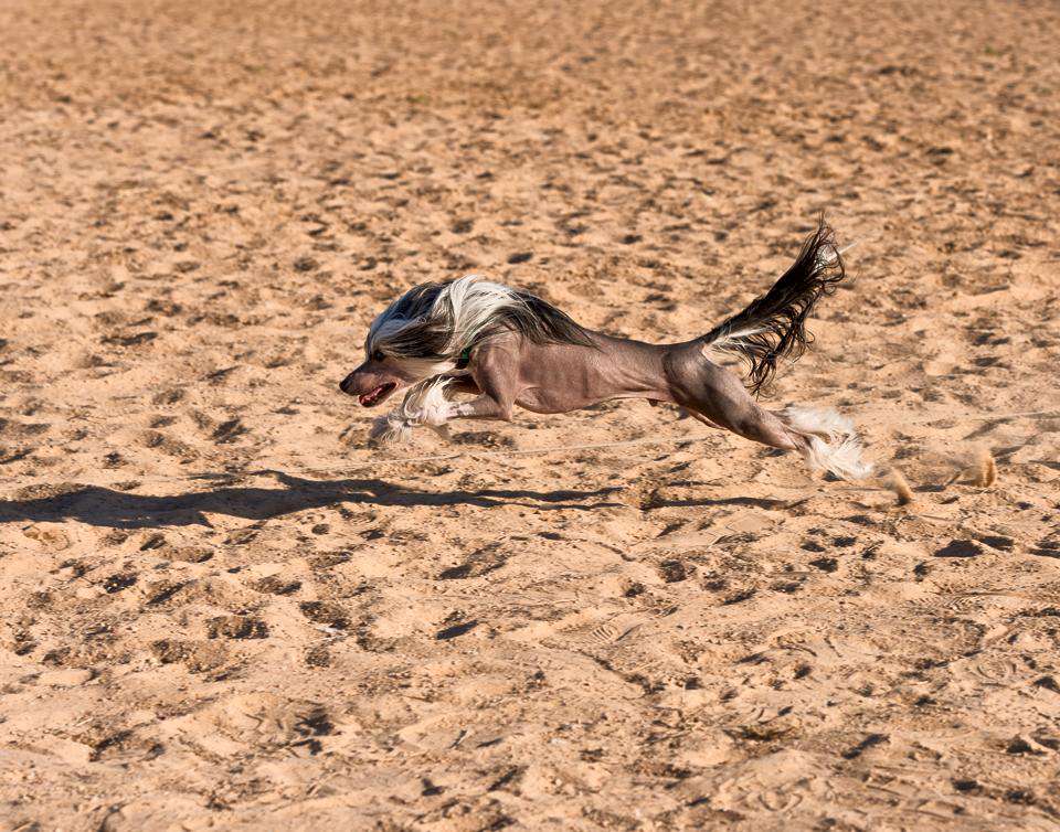 Gracieux All That Mischief