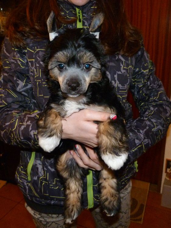 Firuz z Pulnocního dvora