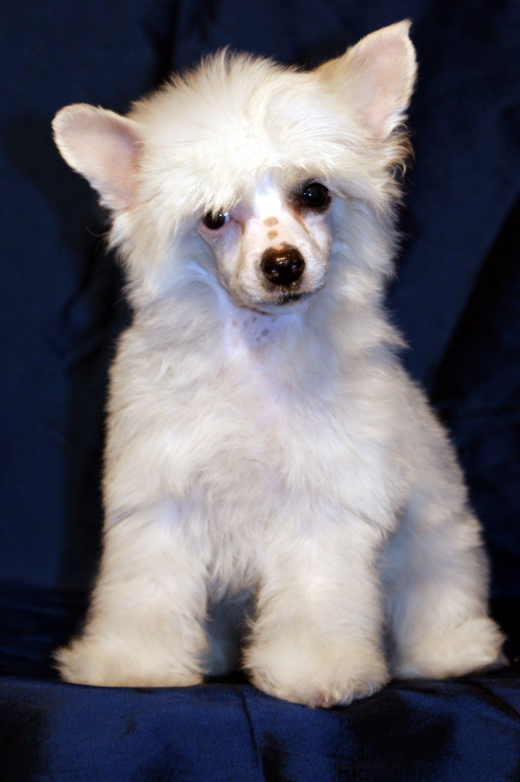 Gina Liza von Shinbashi