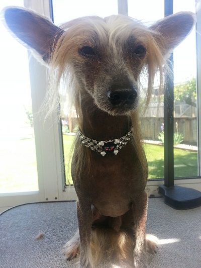 Starward Crimson Pirate