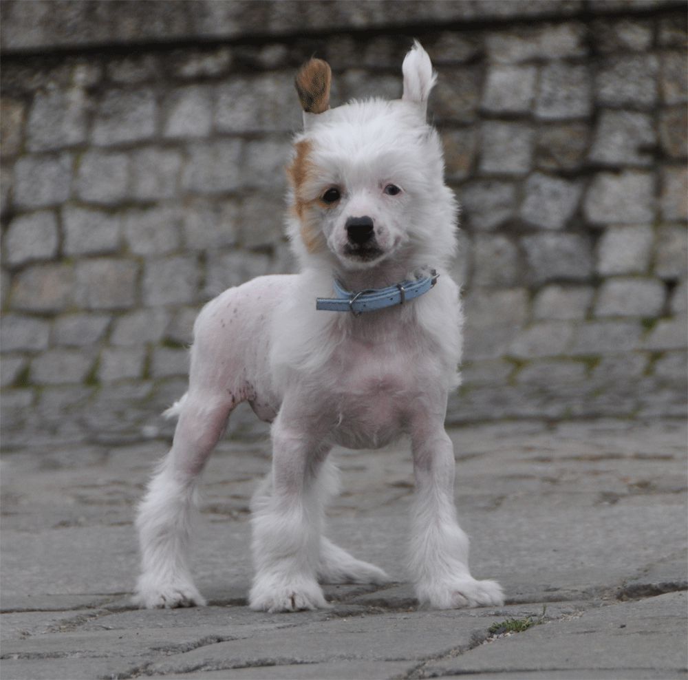 First Love Black Dragon