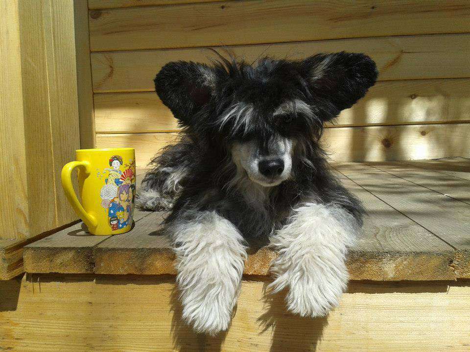 Ketrin Kristol Avalansh (puff)