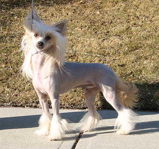 Crestars Beware MacDuff