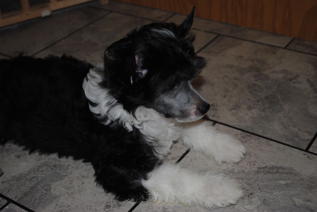 Carrera's Texas Twister