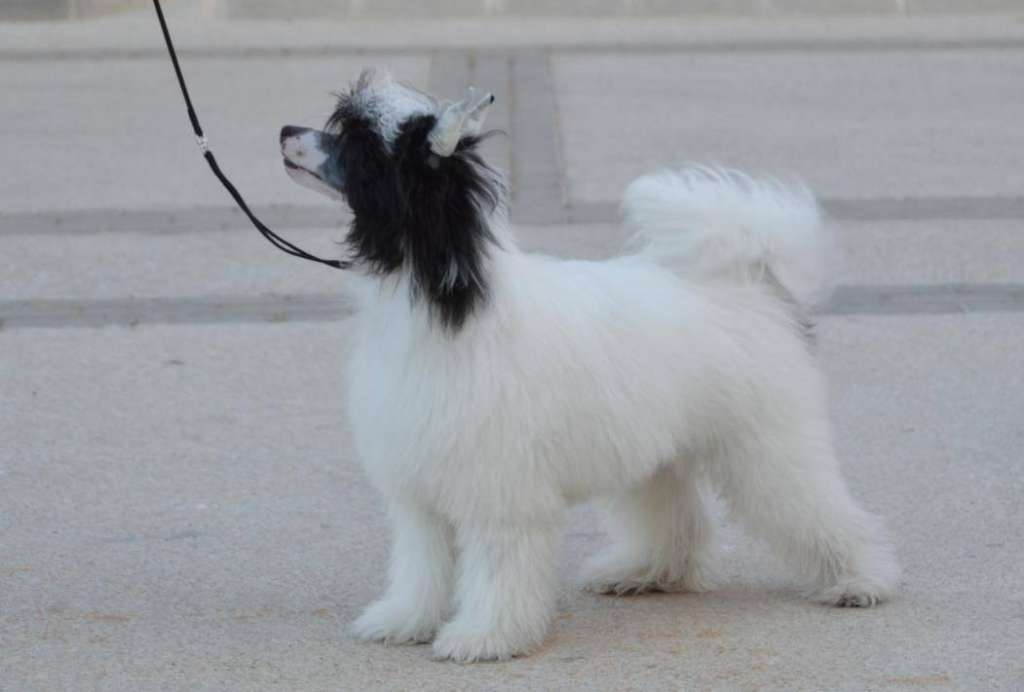 Hell Cowboys Rock Me Tender