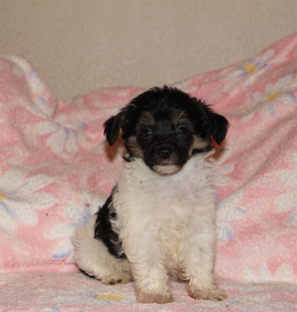 Leo-Santa-Dog pp male 2