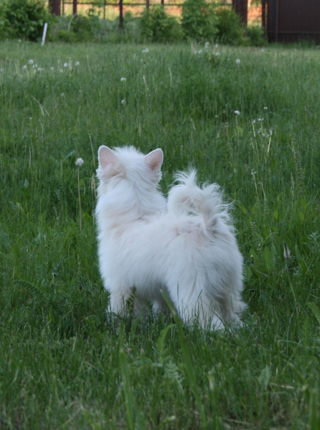 Showplace Madonna Lily