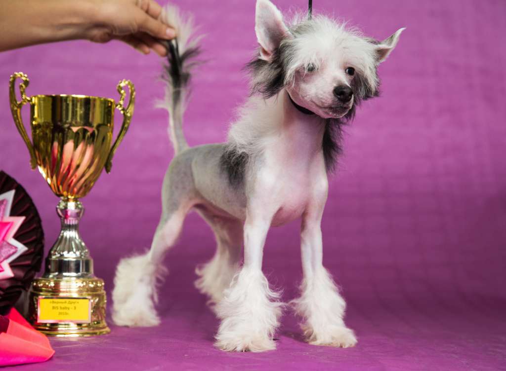 Angel O'chek Vashe Velichestvo