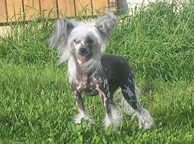 Vichy Fraise des Bois Jarez