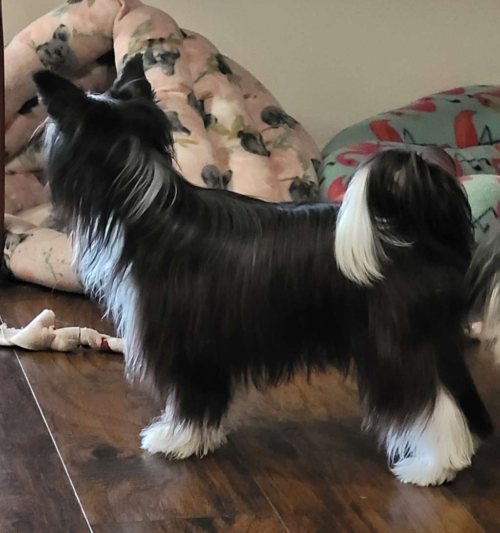 Gardine Clean Sweep v Altacrest