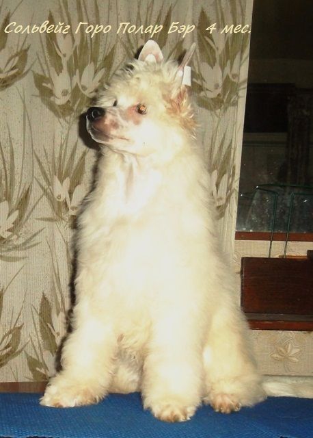 Solveig Goro Polar Bear