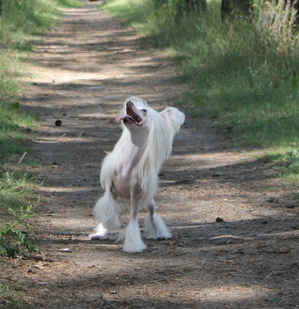 Apriori Vip Evolution