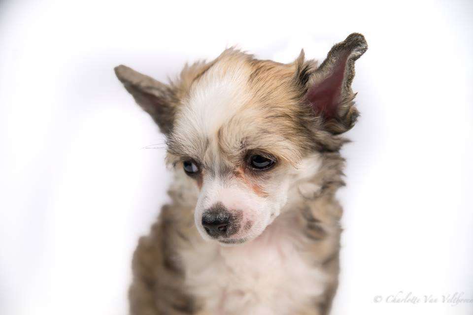 Traumtänz Nearly Nanu Nanu