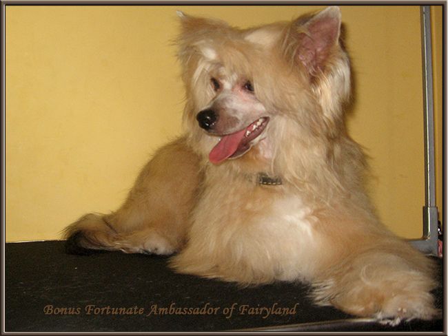 Bonus Fortunate Ambassador of Fairyland