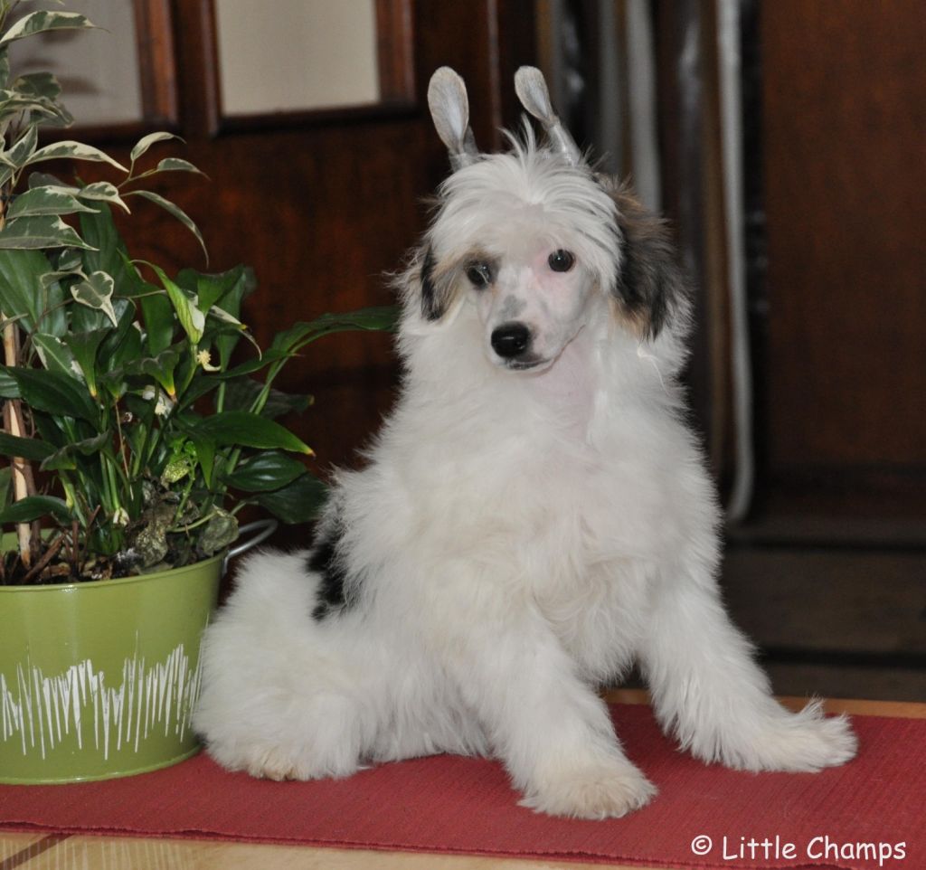 Jill Munroe Little Champs