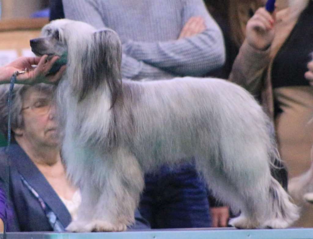 Michadaine Crazy For You