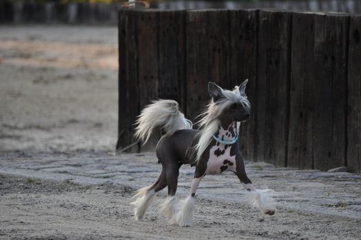 Jolie Candy Top Model De Rama