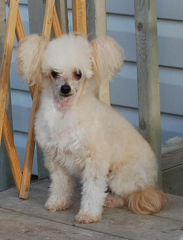 Signori What Now My Love