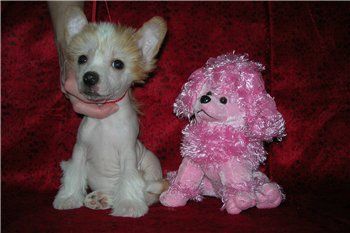 Glamorous Fairy Albina