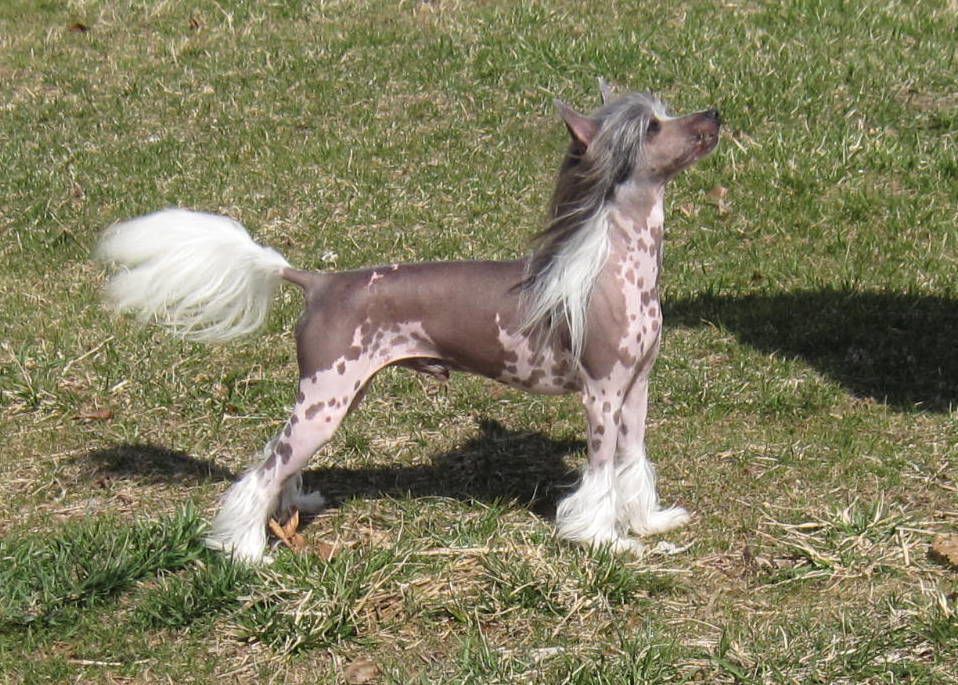 Bodeswell Life of the Party