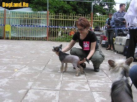  Zlato Dinastii Anturazh DogLand Happy