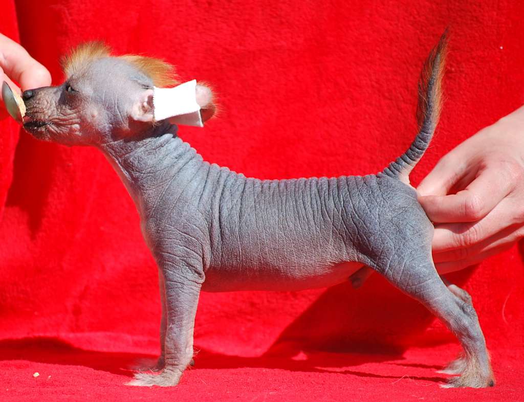 Little Dog Of Dream Mr Punk