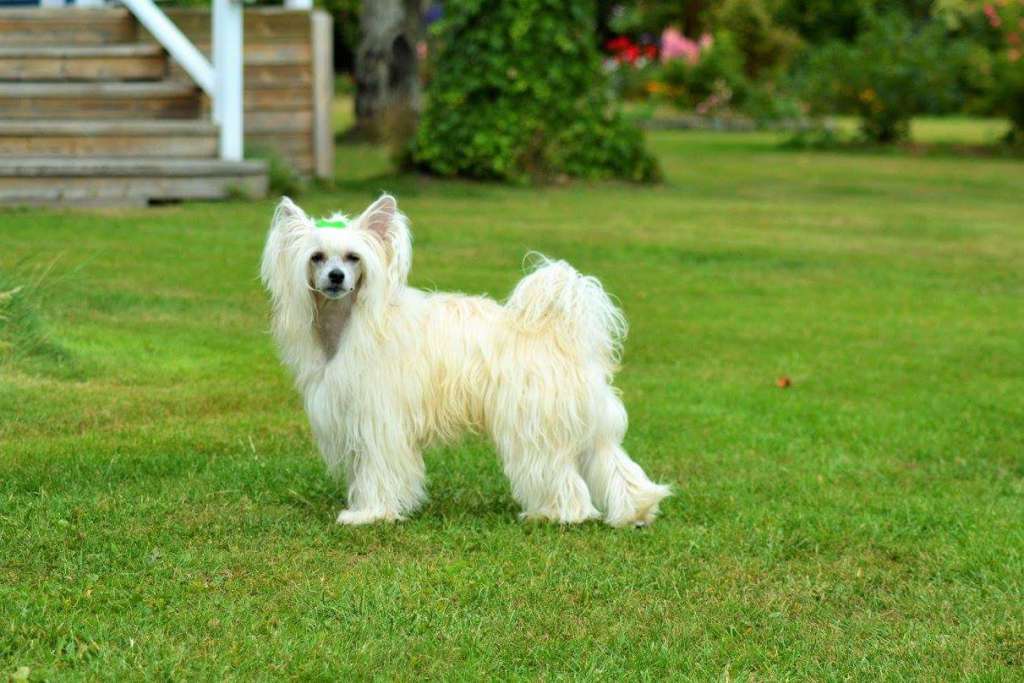 ChinoPata's Electric Corso