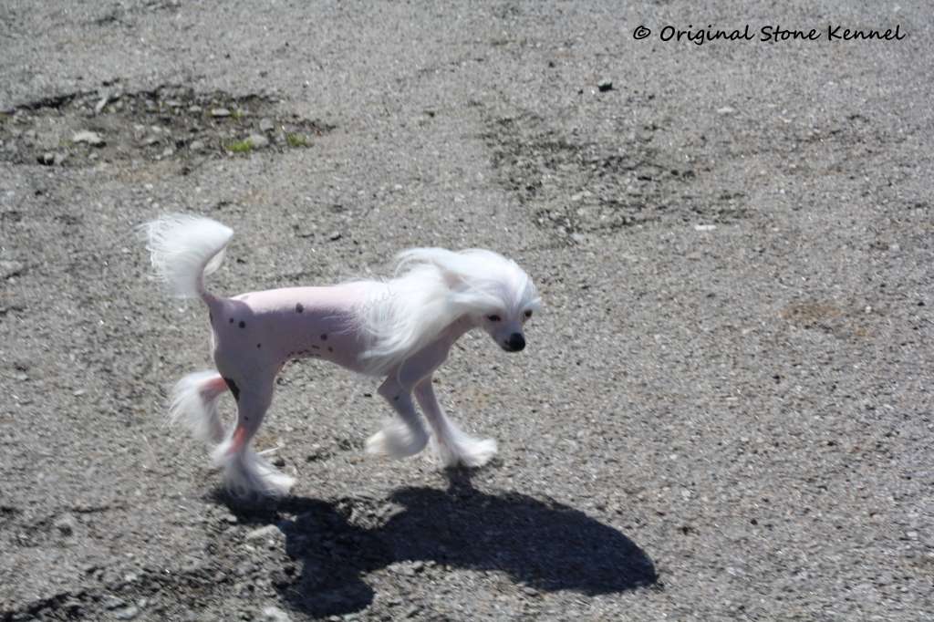 Original Stone Lily Rose