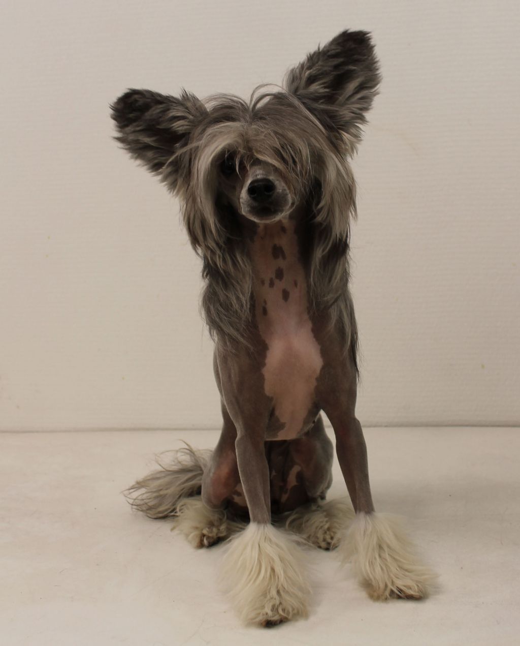 Curlycrest's Time Well Wasted