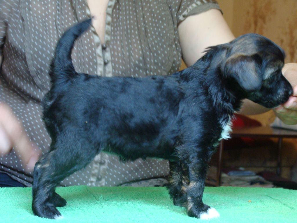 SARINA Sidabrine Tuopa