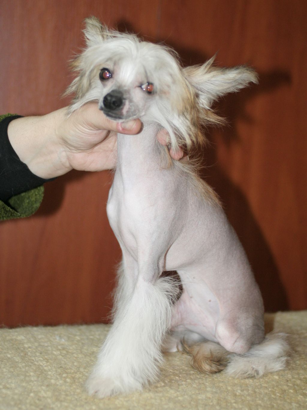 Sunny Lion Ocharovashka