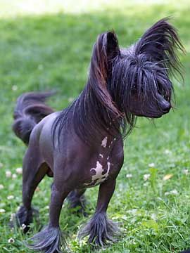 Je T'aime of Honeycroft