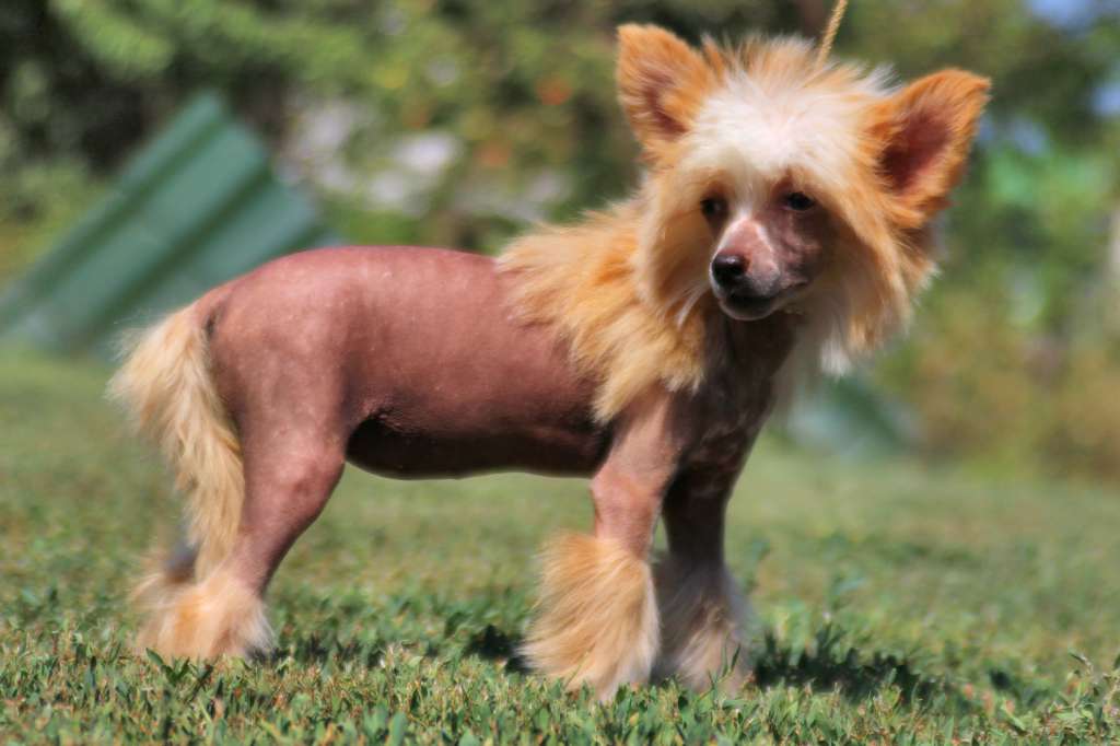 Euphoria, Clap-Clap de Fageiro