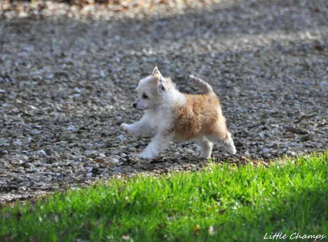 Pili-pili Little Champs