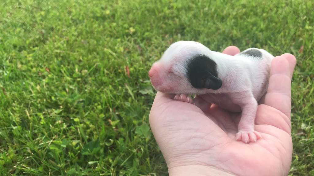 Ksolo Club Elizaveta