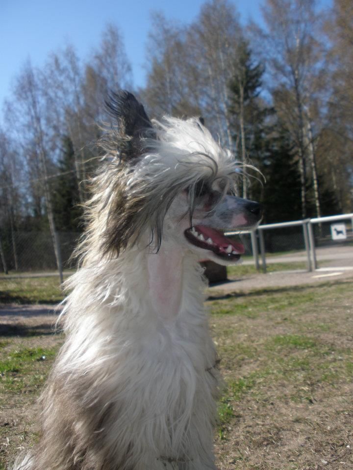 Mooncrest HipHop Hamlet