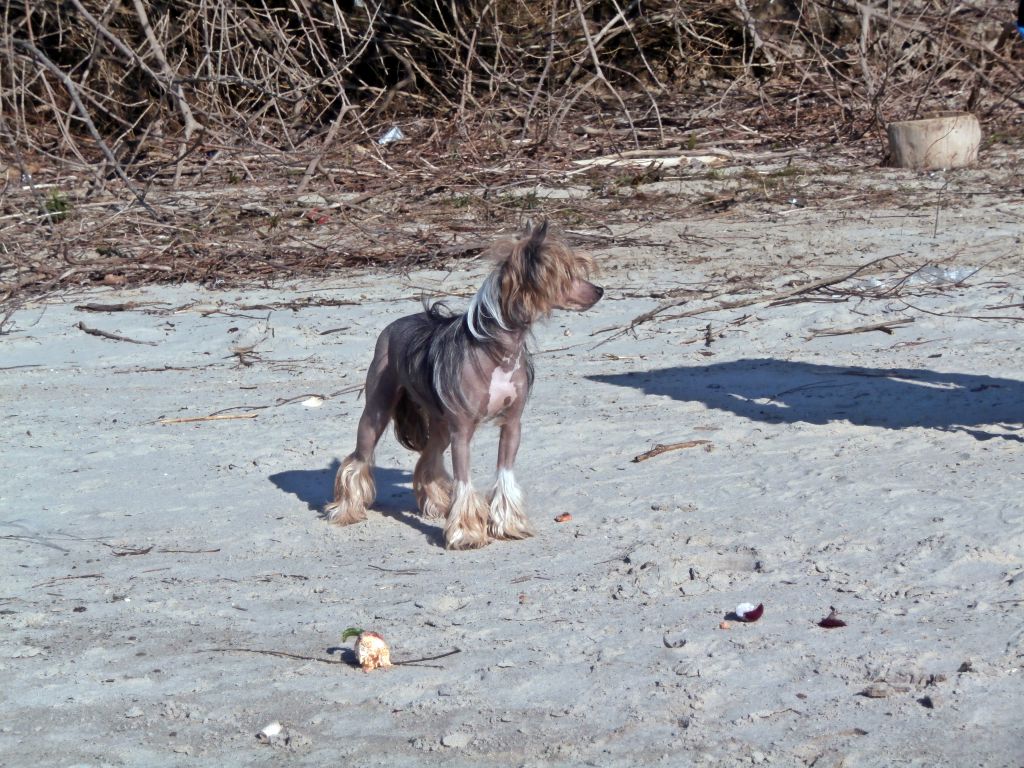 Puha - Luxus Porcelán Glória