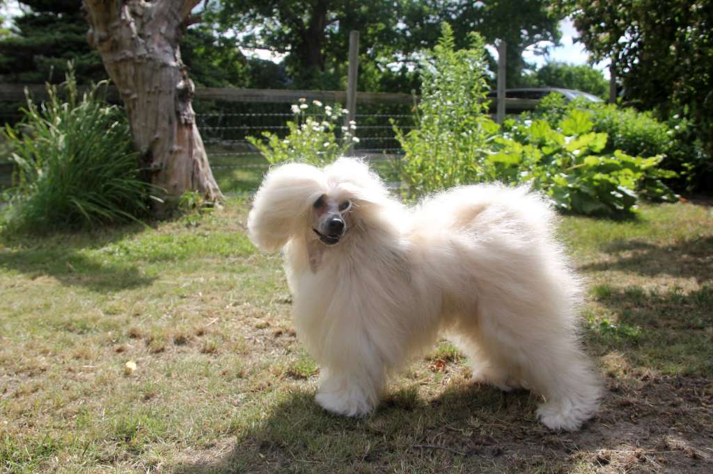 Tinklecrest Angeleyes Angie