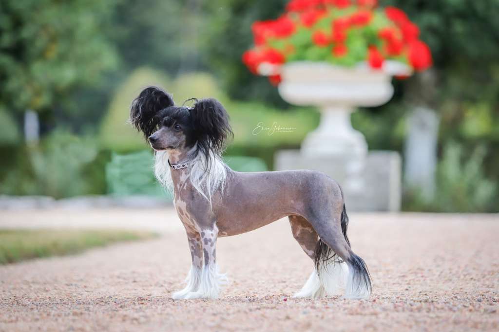 Crestilux Gimme Gold