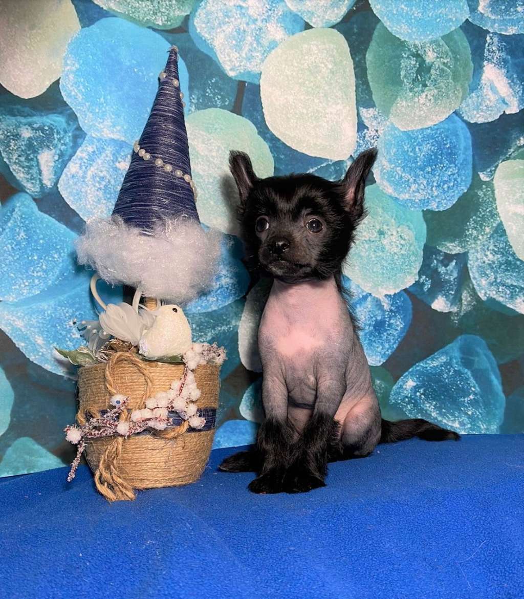 Charuyuschiy Soblazn Gabriella Gratifying Joy