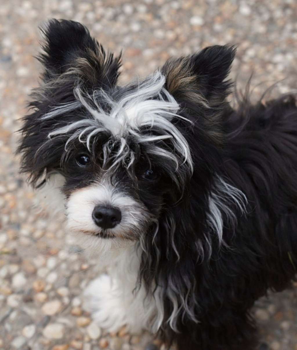 Vixen Little Charmings