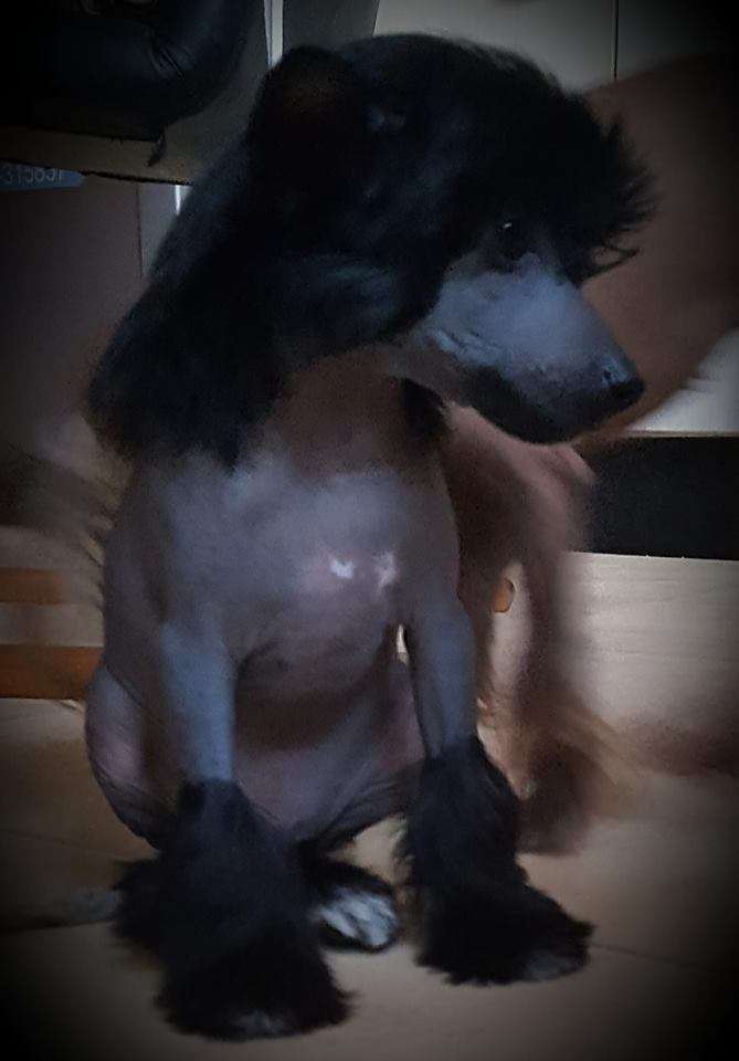 Amaya Mama Mia Amore Floki