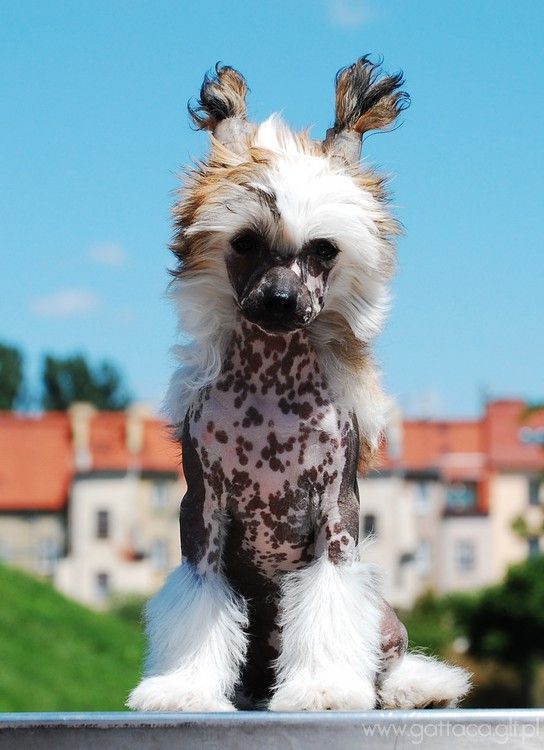 Gracia Bonarda Gattaca