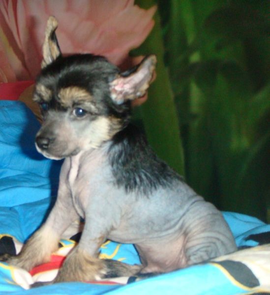 Allegro Money Stream