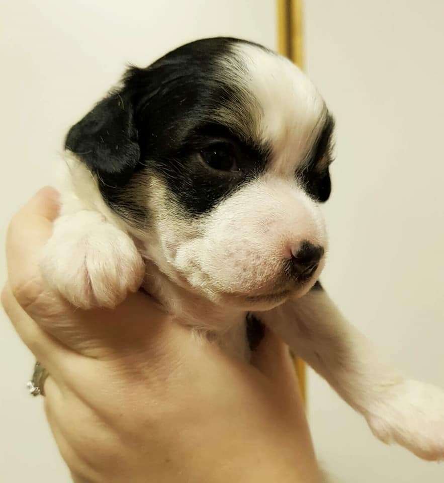 Herttileidin Dwa Mai Leva Kawa Kasa