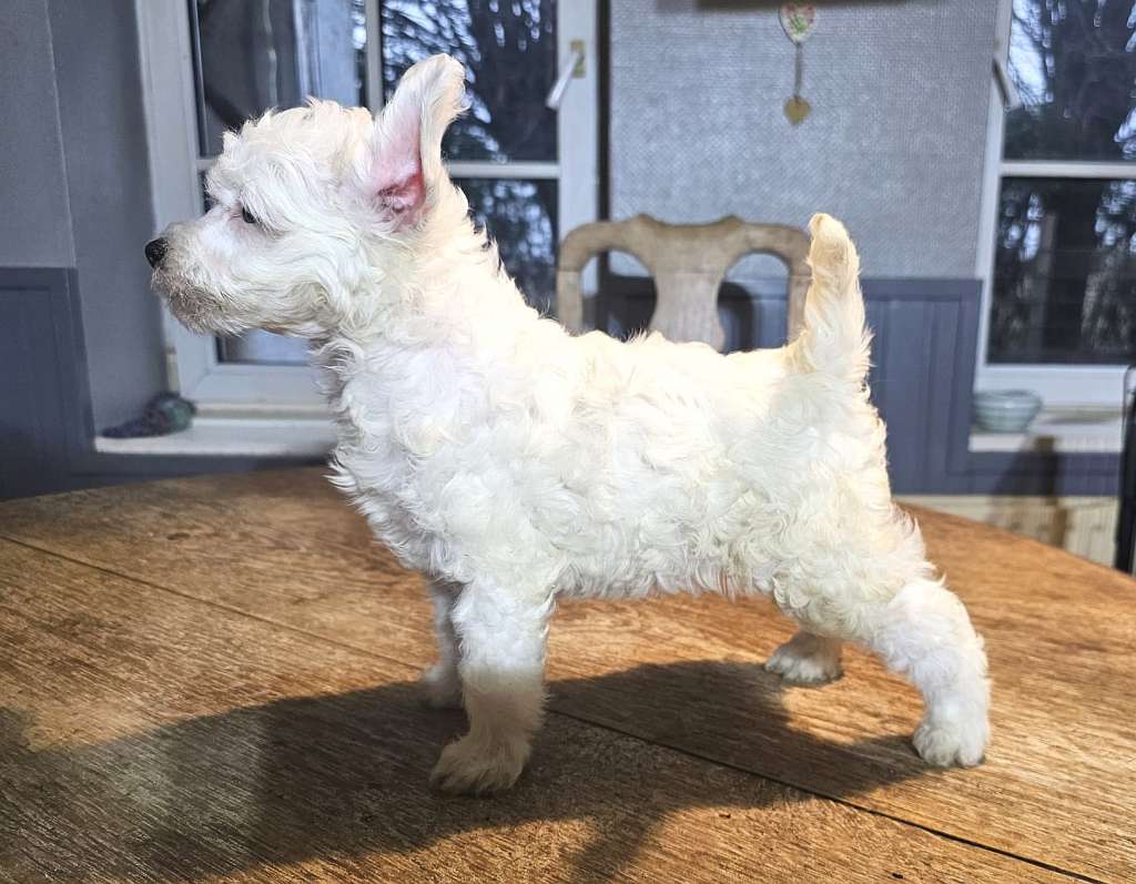 Be My Dog's Makin Whoopie