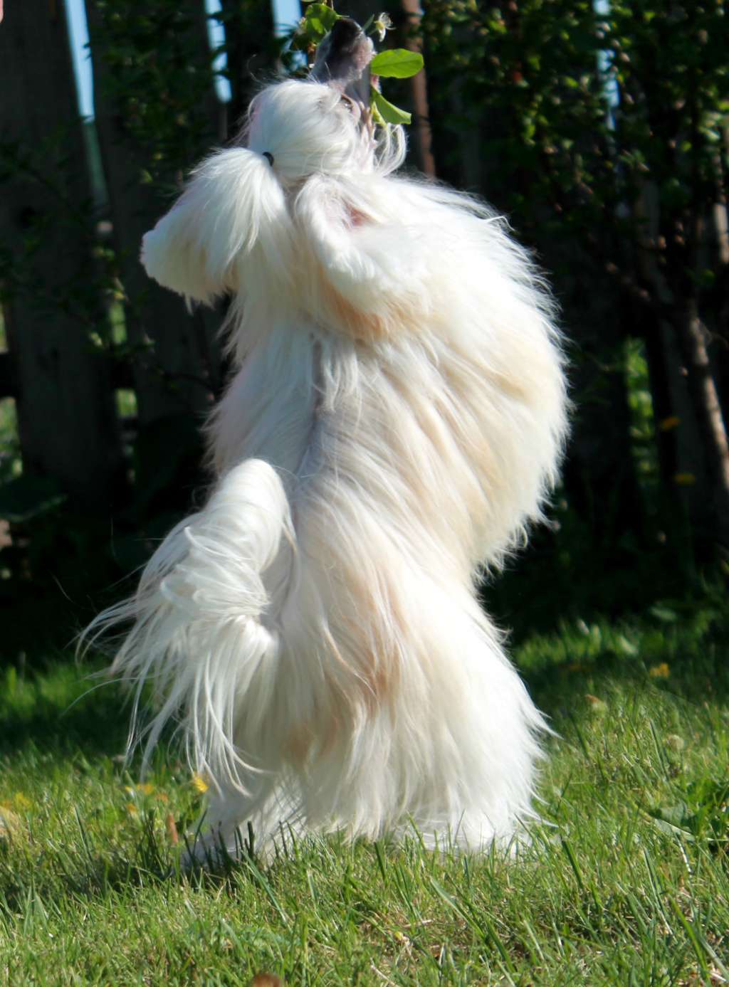 Brandrus Edging Gold