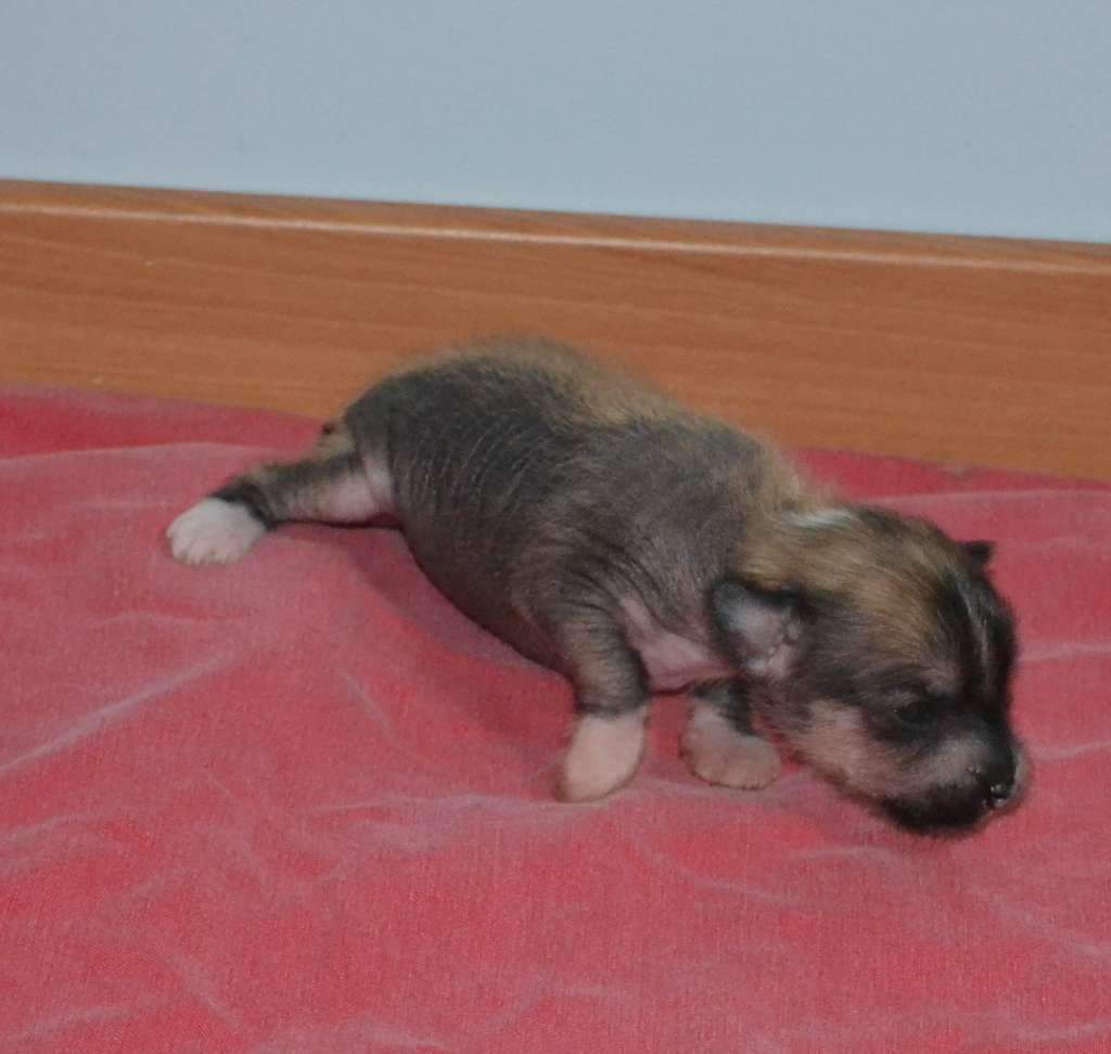 Mango de l'Orée des Rêves