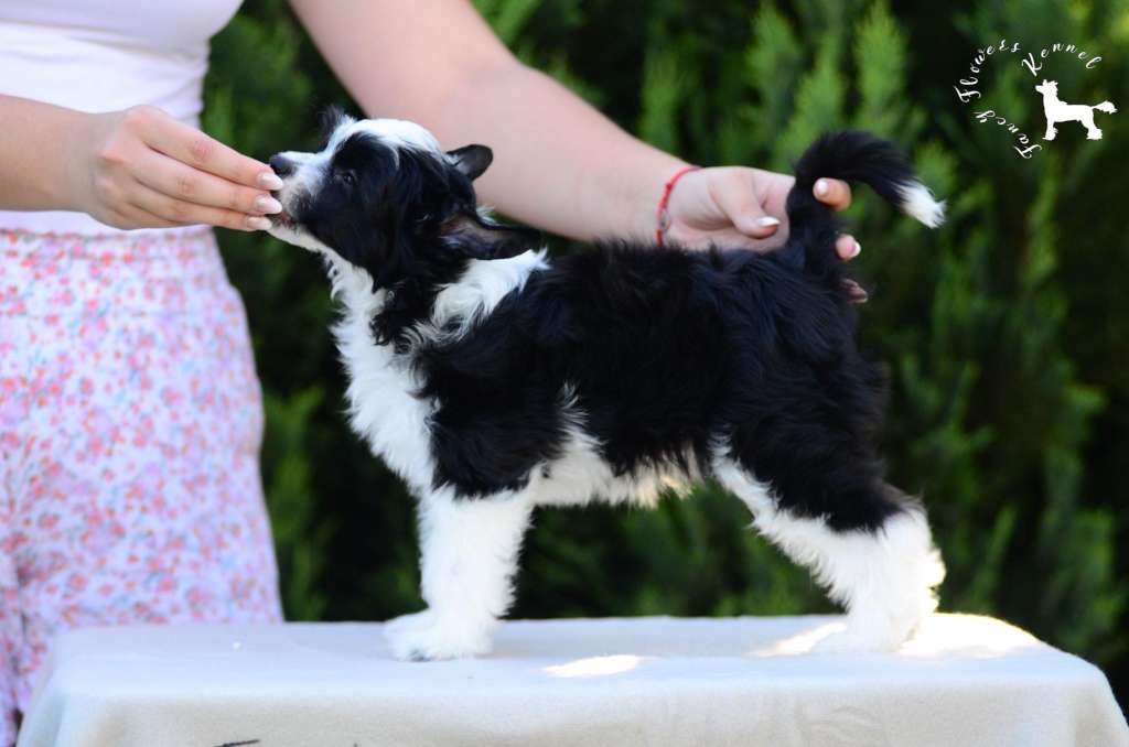 Fancy Flowers Antique Angel