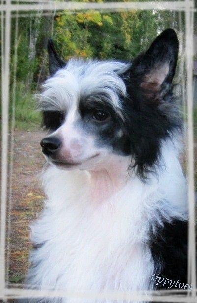 Tippytoes Koochie Koo